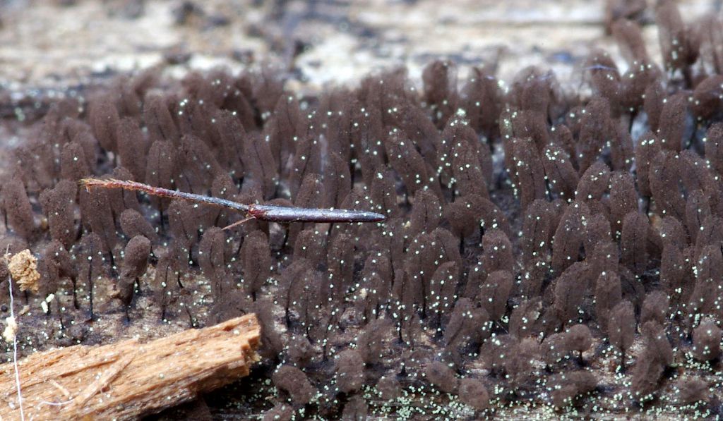 Comatricha o Stemonitopsis?